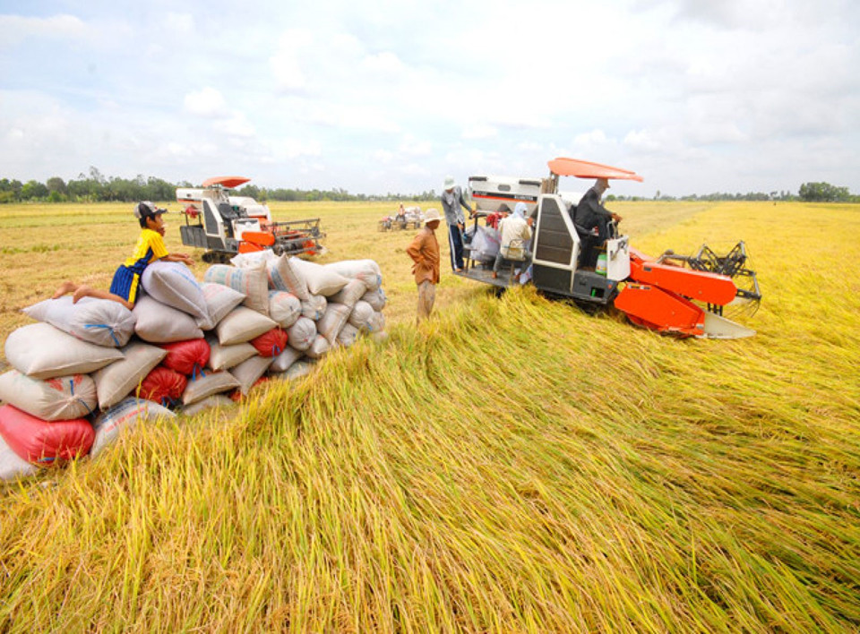 Agricultural market last week: Rice prices stabilized, coffee dropped