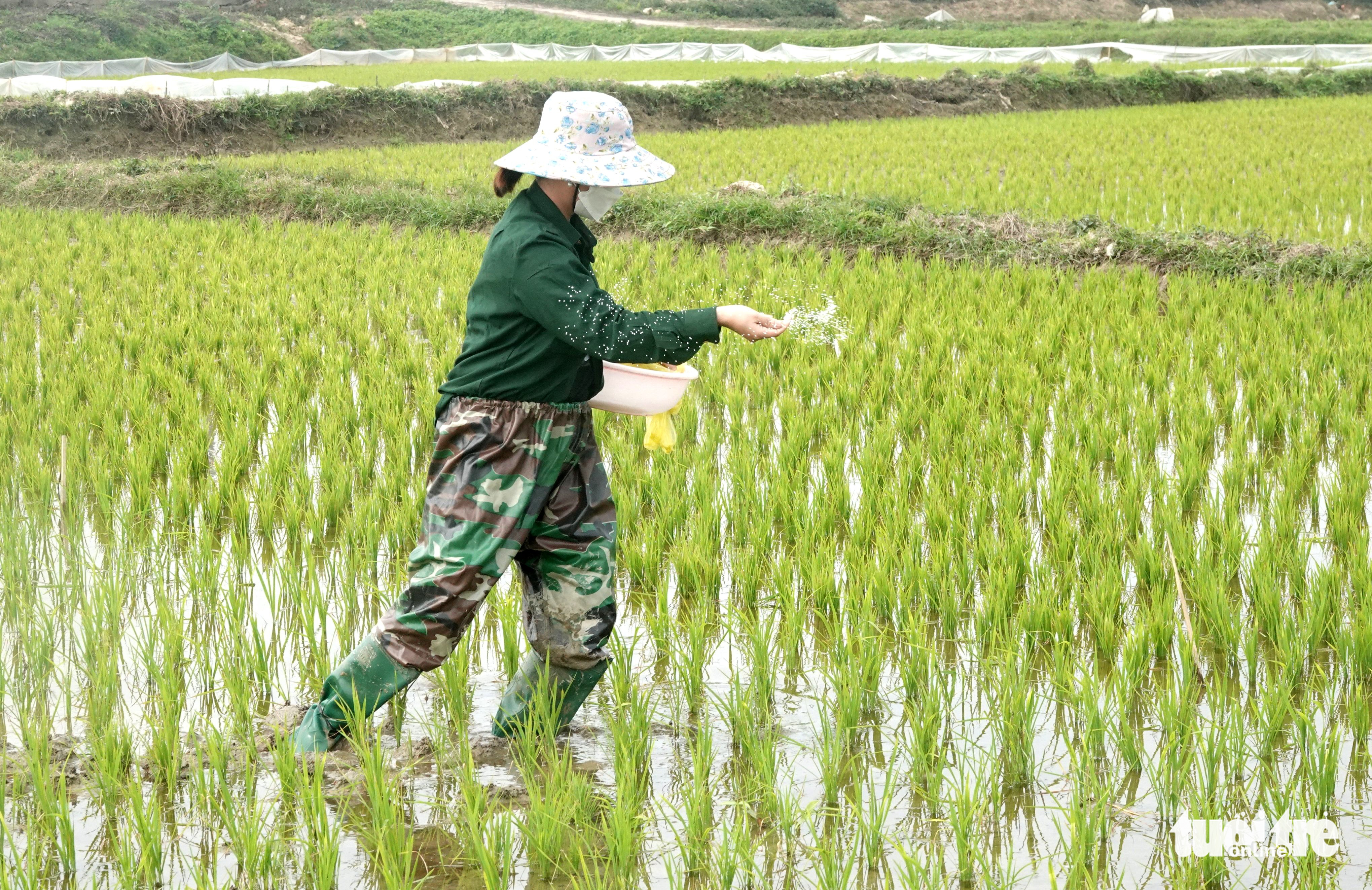 Nông dân ở xã Đồng Môn, TP Hà Tĩnh bón đạm, chăm sóc cây lúa - Ảnh: LÊ MINH