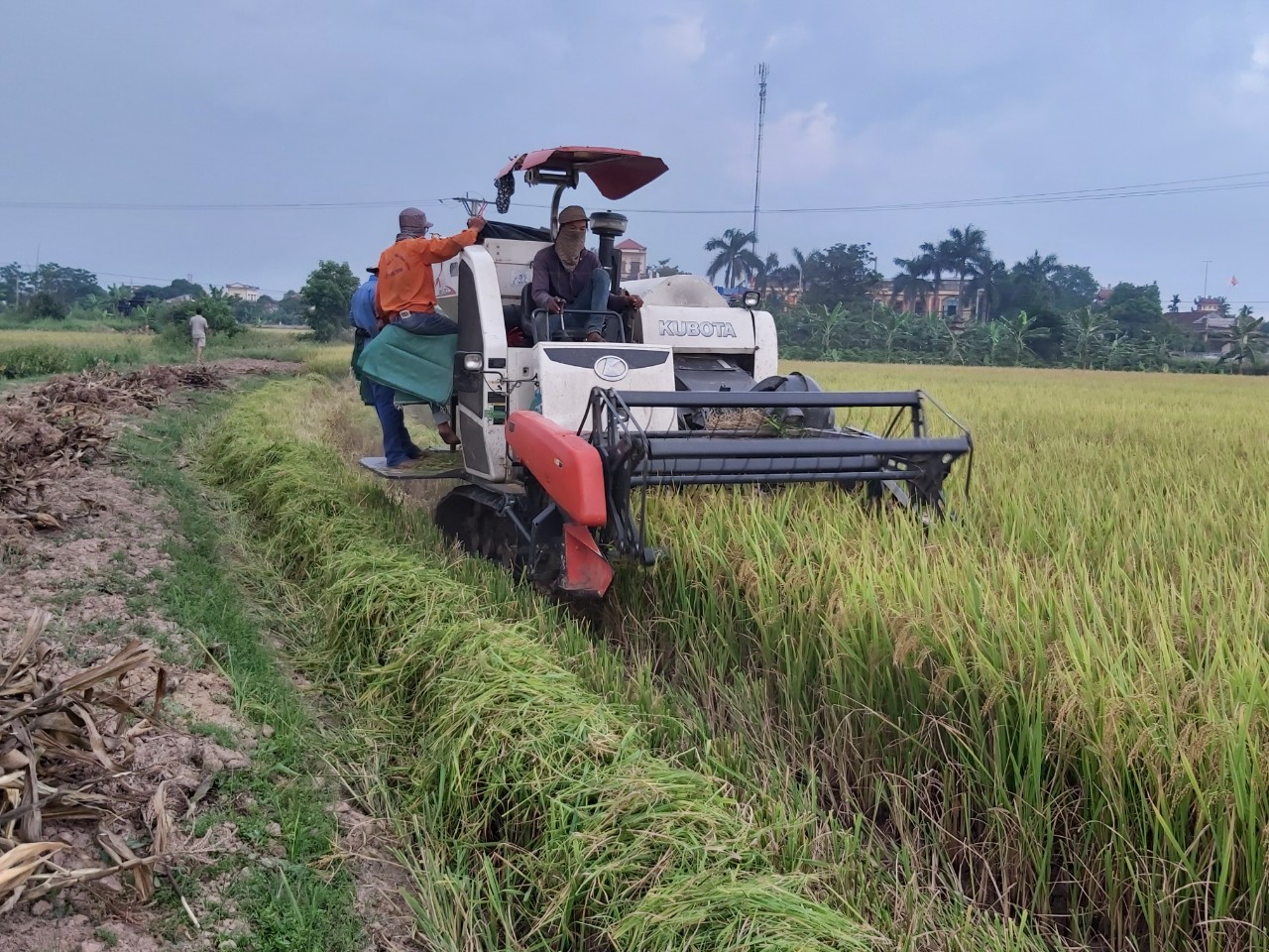 Lúa gạo trúng mùa được giá