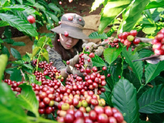 Sản lượng giảm nhưng giá cà phê Việt Nam vẫn chưa thể phục hồi