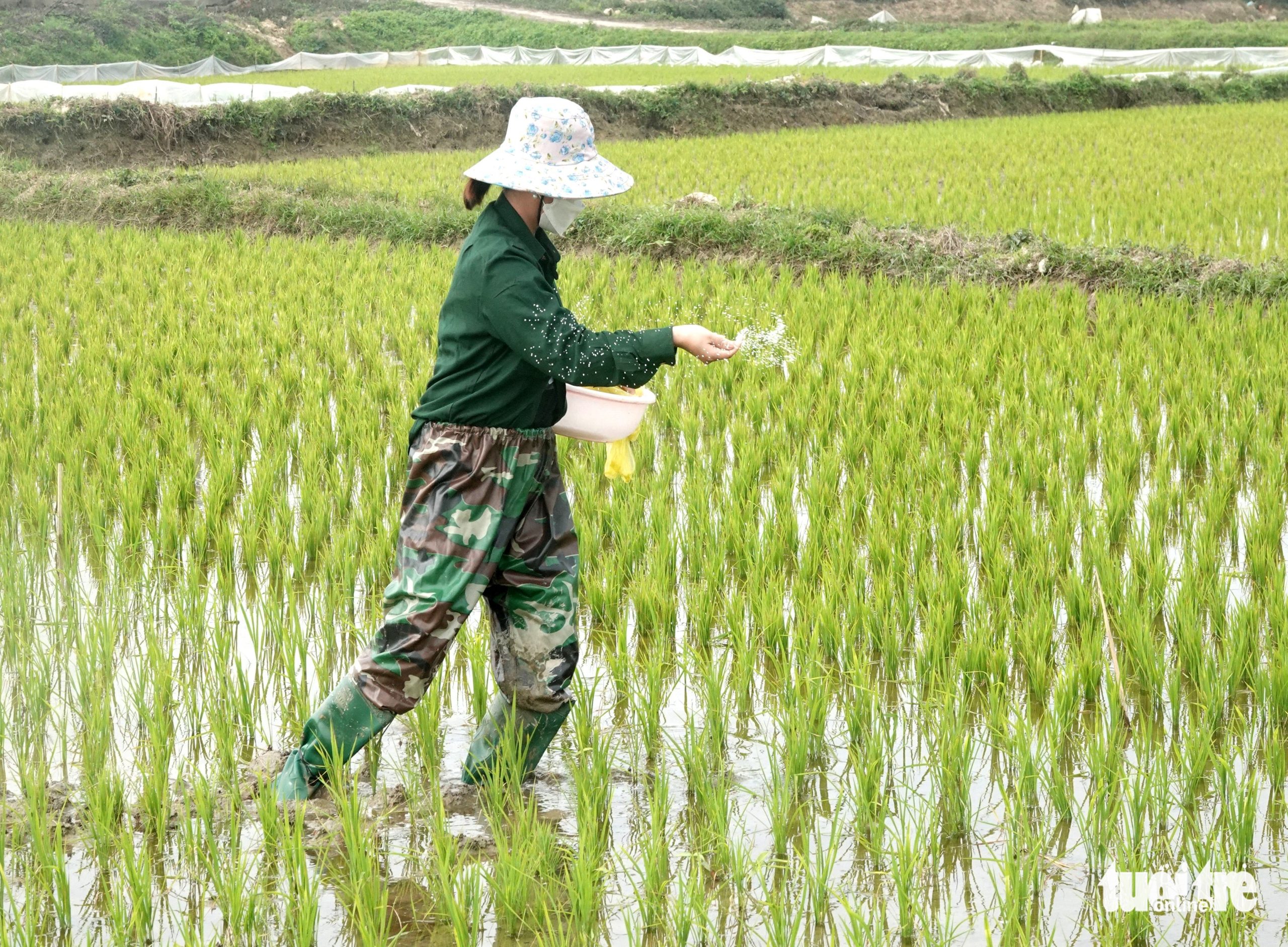 GIÁ PHÂN BÓN TĂNG CAO, NÔNG DÂN GẶP KHÓ KHĂN