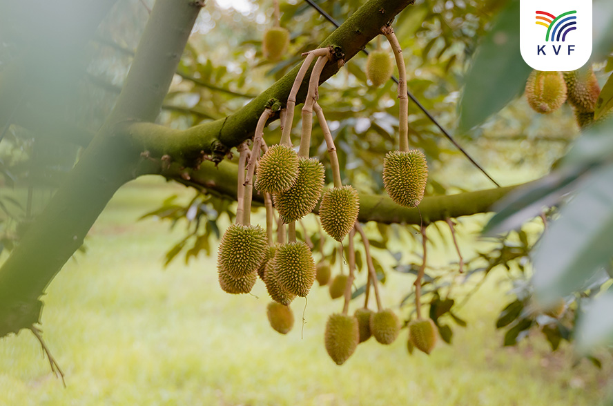 Kỹ thuật trồng sầu riêng