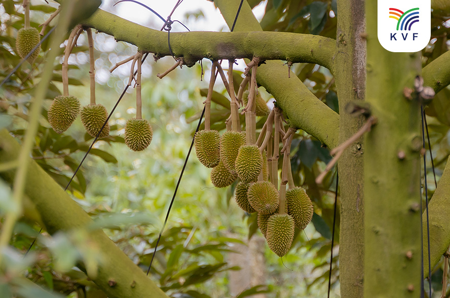 Kỹ thuật trồng sầu riêng