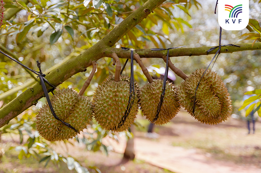 Kỹ thuật trồng sầu riêng